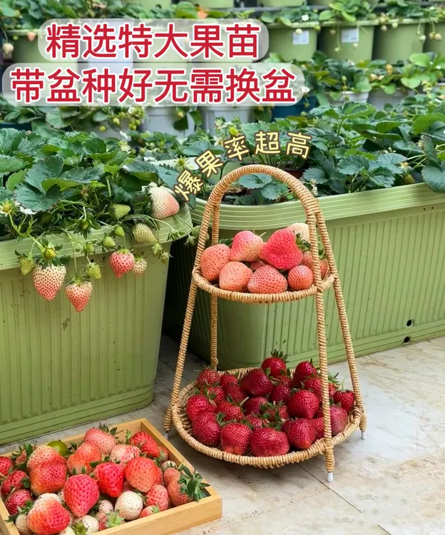 小娜家25年精选盆栽特大果苗四季草莓苗原盆原土新手室内室外种植