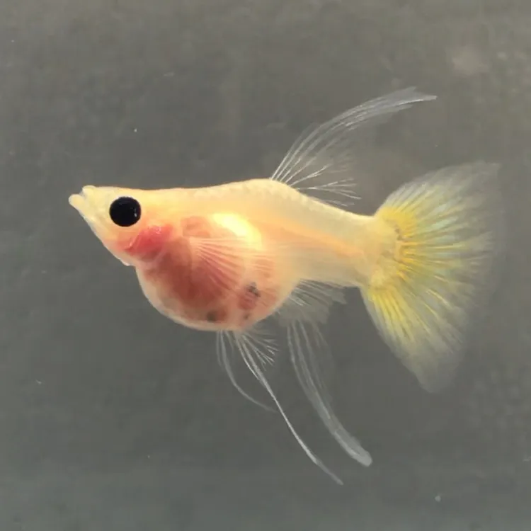 黄金玻璃猫大C，特别干净特别黄的一线！