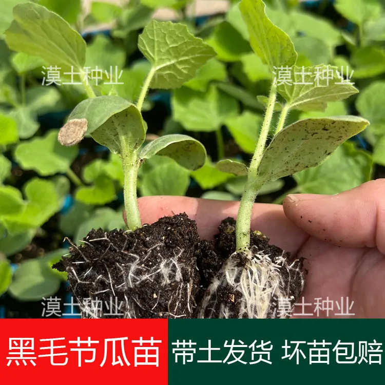 新会黑毛节瓜苗小冬瓜种苗早中熟农家春夏秋播大田菜园蔬菜青菜苗