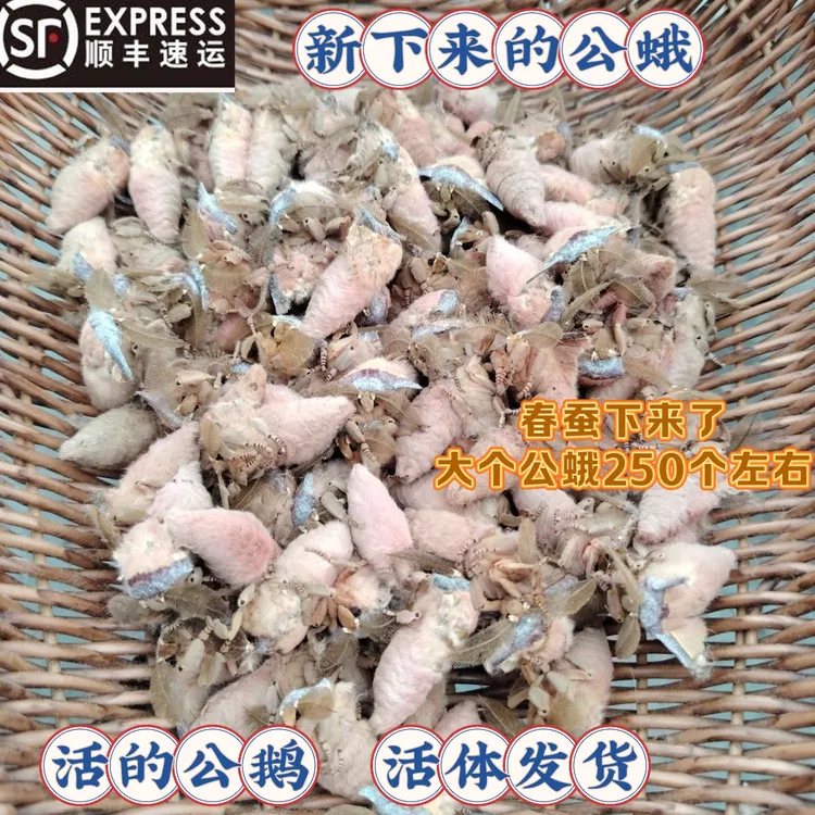 25年刚下来的公蛾活的公蛾速冻公蛾脱毛公蛾带毛公蛾出蚕蛾顺丰