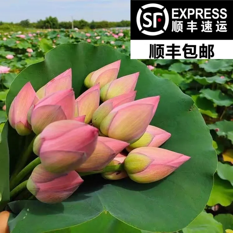 新鲜荷花莲蓬花束荷叶禅意干花荷花中式真花客厅装饰家居摆设