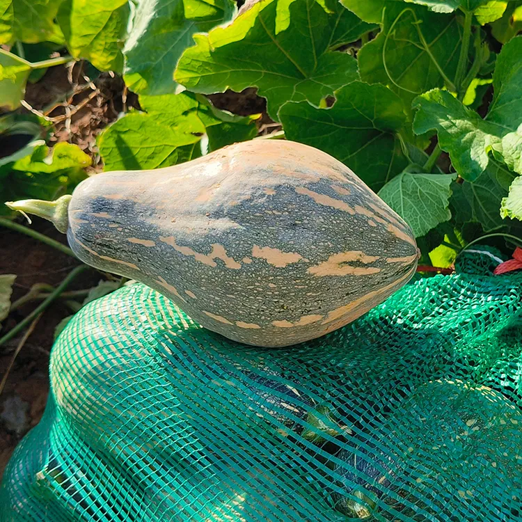 湖北农家自种香芋南瓜新鲜采摘软糯香甜适合宝宝辅食