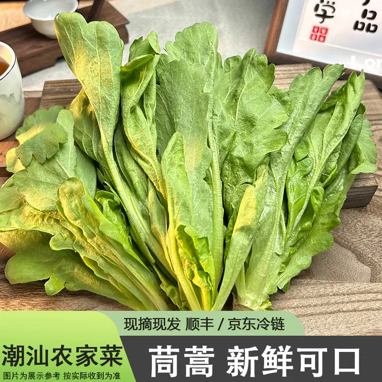 潮汕新鲜大叶茼蒿大叶蓬蒿菜皇帝菜现采摘现发时令农家茼蒿菜