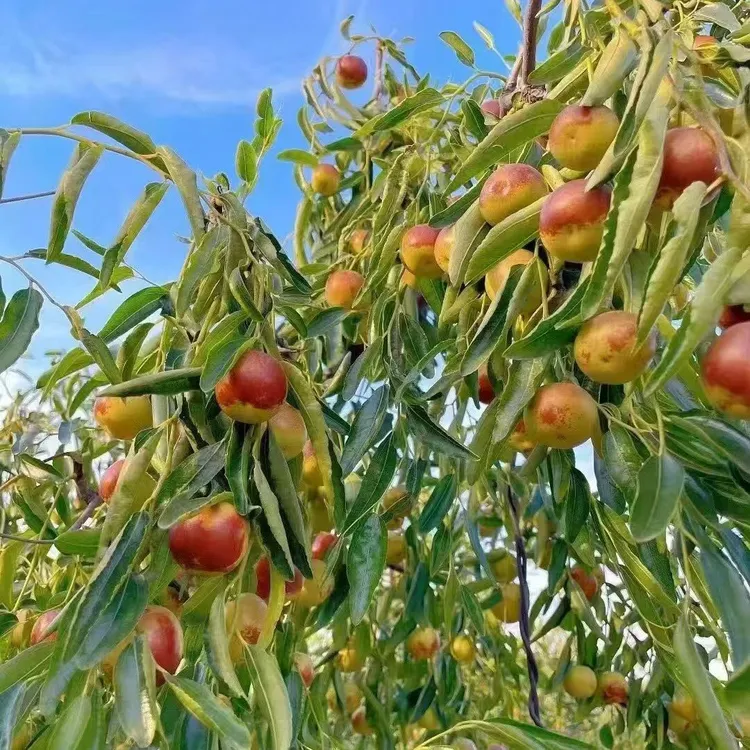 （中果）黄骅冬枣现摘现发一口脆甜爆汁新鲜直达超满足味蕾