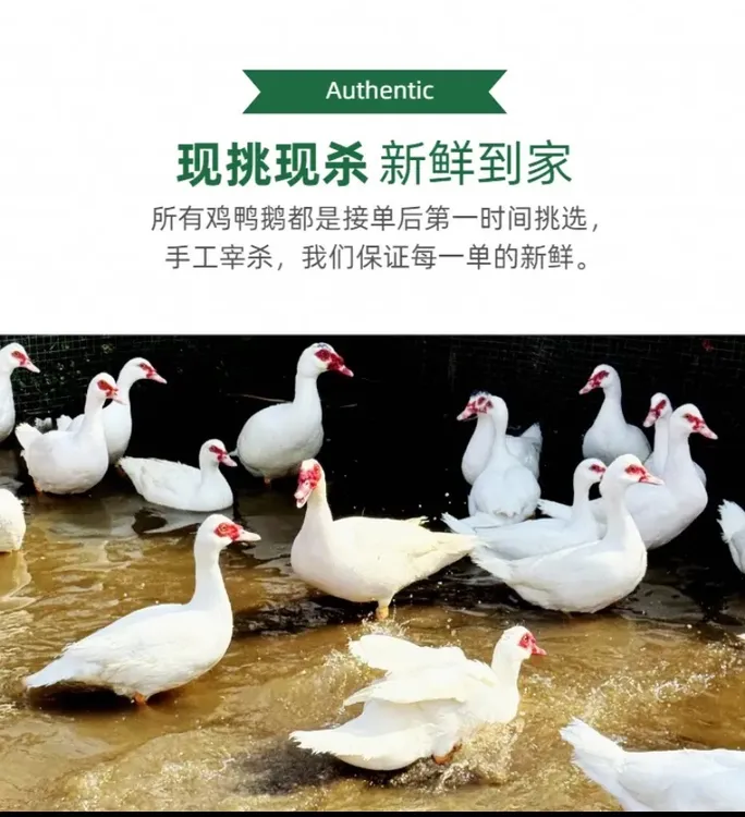 【闽南如姨甄选】闽南散养玉米麦谷水草番鸭母姜母鸭