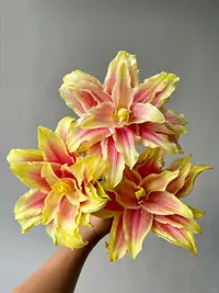 多头流光吸色重瓣百合---以直播间展示为准