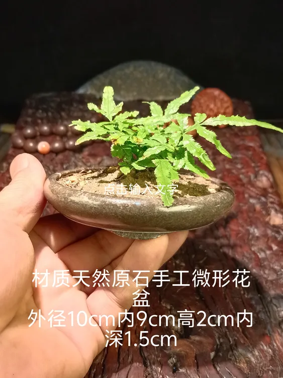 创意中式简约微型花盆用于蕨类等小型绿植微观造景