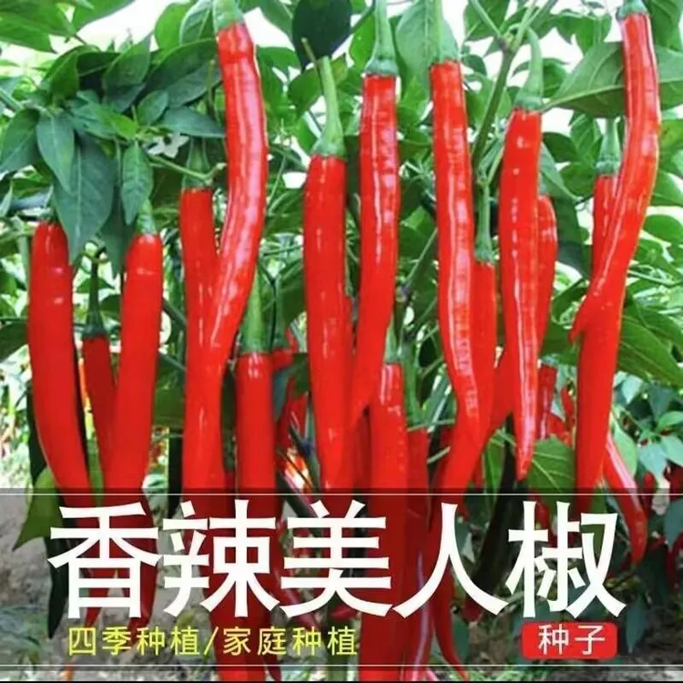 春季正宗摘不败美人椒种子大树红尖椒红辣椒种子特香辣四季盆栽