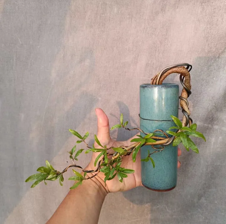 别致有韵味的悬崖石榴盆景