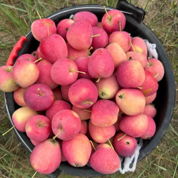 【鸡心果】酸甜可口榆林山地苹果子洲核心产区5斤包邮