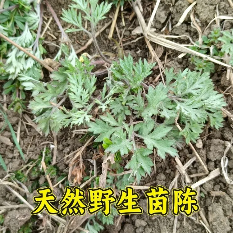 【大自然的馈赠】茵陈（白蒿）
