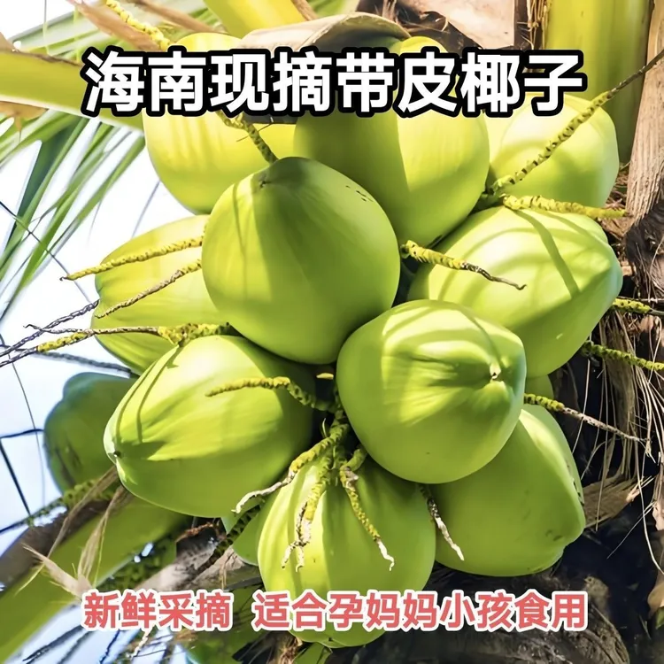 海南文昌新鲜带皮青椰当季特产清甜多汁孕妇水果