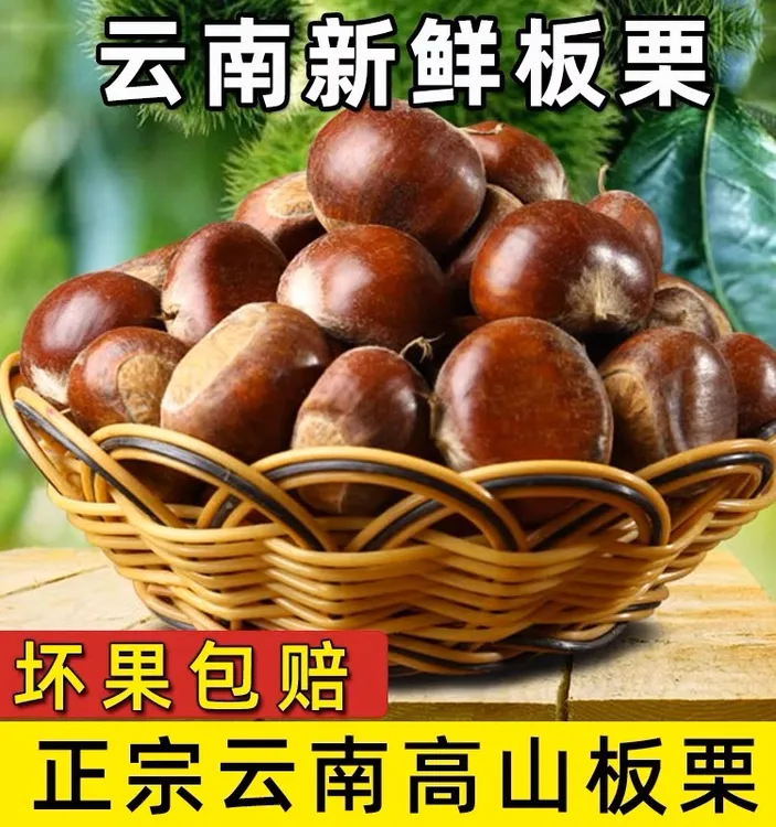 云南高山老树老品种栗子 生吃脆甜熟吃粉面 新鲜产地直发 1/3/5斤