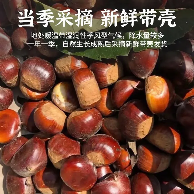 新鲜采摘高山红壳生板栗可生吃的零食坚果