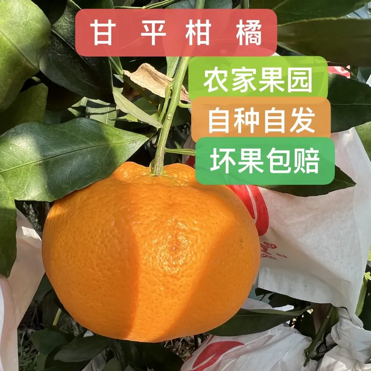 四川眉山柑橘皇后-柑平当季新鲜多汁手剥水果