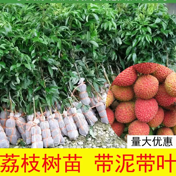 荔枝树苗嫁接无核妃子笑冰荔正品阳台庭院盆栽地栽南北方果树苗