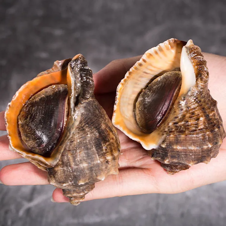 鲜活新鲜大海螺海捕现发新鲜大中小超肥海螺贝类水产螺类