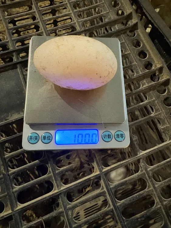 精品绿壳双黄大鸭蛋100-130g（个头很大）