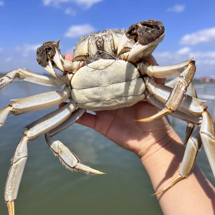 【活蟹】兴化精品大闸蟹全母蟹2.3-2.6两10只