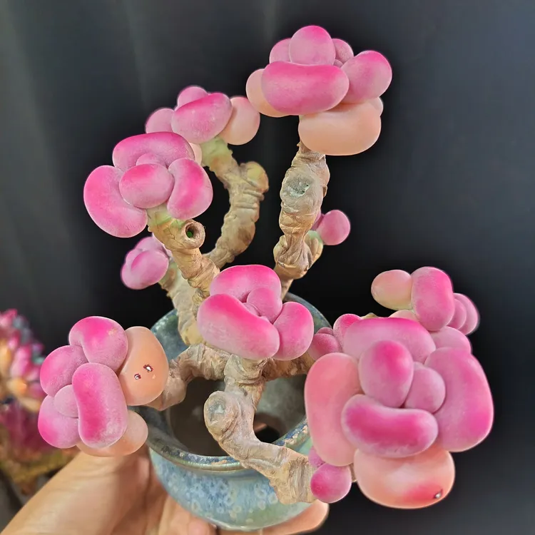 桃蛋老桩多头群生多肉植物盆栽（粘土仿真多肉不带盆）