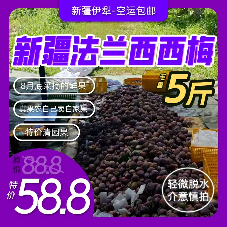 最后一批特价清园新疆伊犁自家果园西梅五斤法兰西甜西梅空运包邮