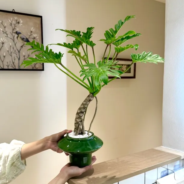 意境老桩龙鳞小天使海芋盆栽室内外种植净化空气好养易活绿植