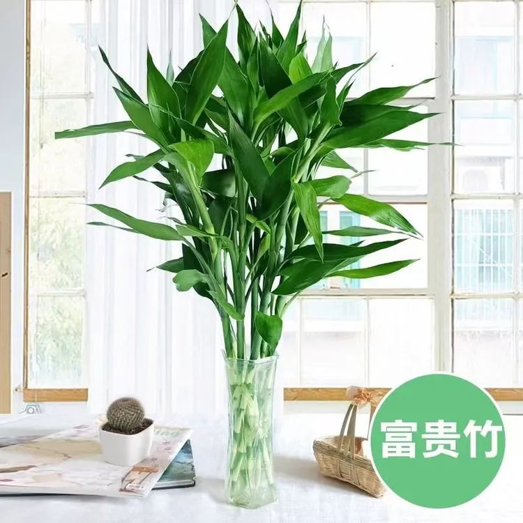 富贵招财竹富贵竹水培植物客厅水养节节高室内花卉玫瑰绿植盆栽