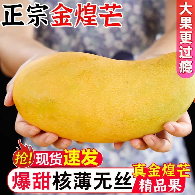 金煌芒贵州望谟金煌芒正宗水仙芒9斤装水仙芒果批发