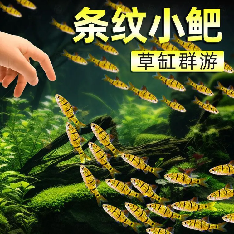 溪水条纹红腹小鲃观赏鱼冷水鱼群游鱼苗批发鱼缸清洁鱼混养伴侣鱼