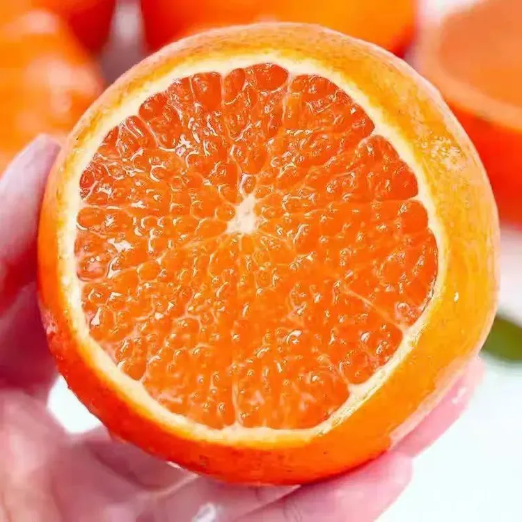 现摘正宗红美人果冻橙应季新鲜水果香甜爆汁产地直发