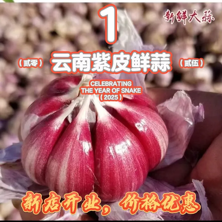 【2025鲜蒜紫皮大蒜】新鲜紫皮蒜分蒜多瓣蒜紫皮大蒜香蒜紫皮