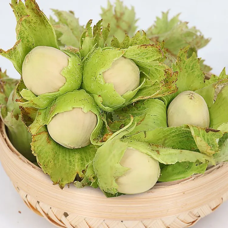 东北新鲜带皮水仁榛子头茬大果当天采摘新货