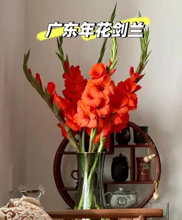 广年花10支红色剑兰唐菖蒲鲜花广州基地直发室内水培鲜切花节节高