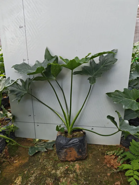 春羽水培植物盆栽室内绿植好养花卉净化空气办公室桌面装饰