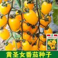 【满五包包邮】黄圣女果苗黄色樱桃小番茄苗西红柿种籽四季盆栽