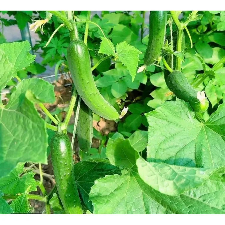 黑仔08黄瓜种子家庭阳台小院盆栽地栽四季种植