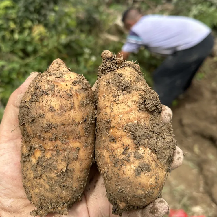 【京东包邮】天麻湖北宜昌高山林下仿野生种植天麻煲汤泡酒新鲜天麻
