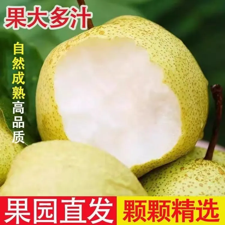 正宗陕西  高山酥梨 皮薄肉厚 脆甜多汁