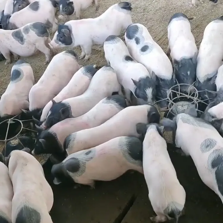 巴马香猪两个半月