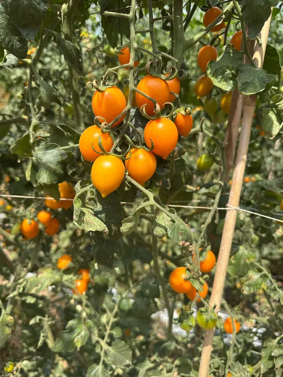 元谋露天黄金小番茄