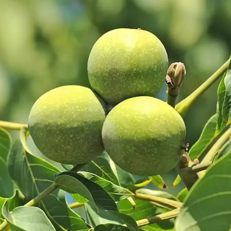 甘肃陇南成县去青皮新鲜湿核桃