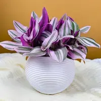 【含盆】LY油画婚礼吊兰盆栽室内办公花卉绿植好养活净化空气