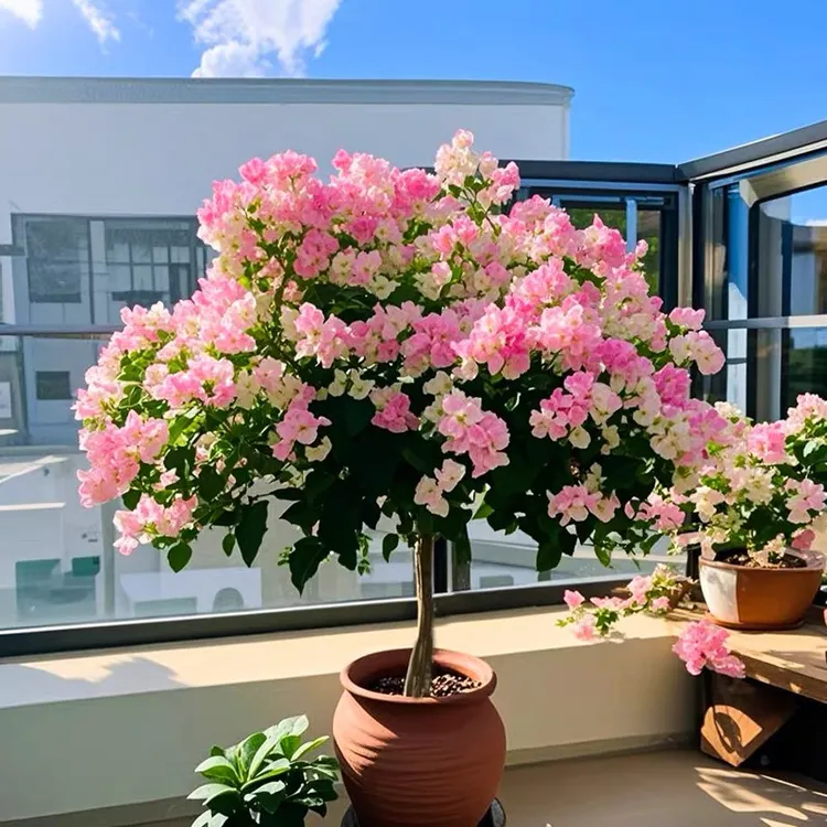 绿缨三角梅盆栽带花树苗四季重瓣开花老桩爬藤室内外庭院阳台花卉