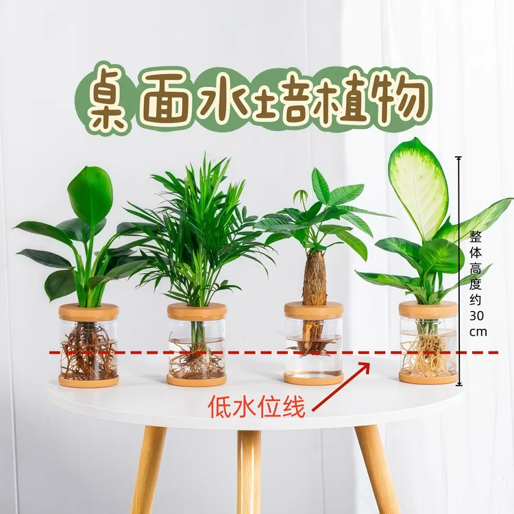 【买三送一】琴叶榕椰子天堂鸟水培喜阴植物室内桌面盆栽茶桌绿植