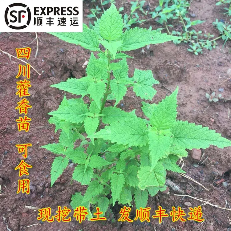 四川新鲜藿香苗食用藿香盆栽老根原土霍香苗种植阳台花园阳台植物