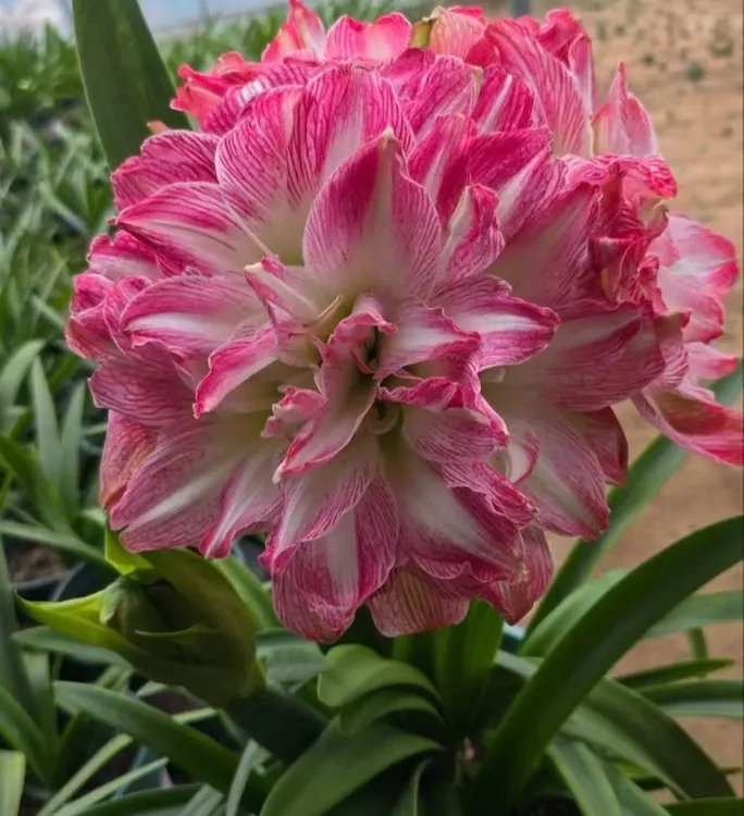 花王朱顶红切球苗，0.7厘米有根叶带盆土发货