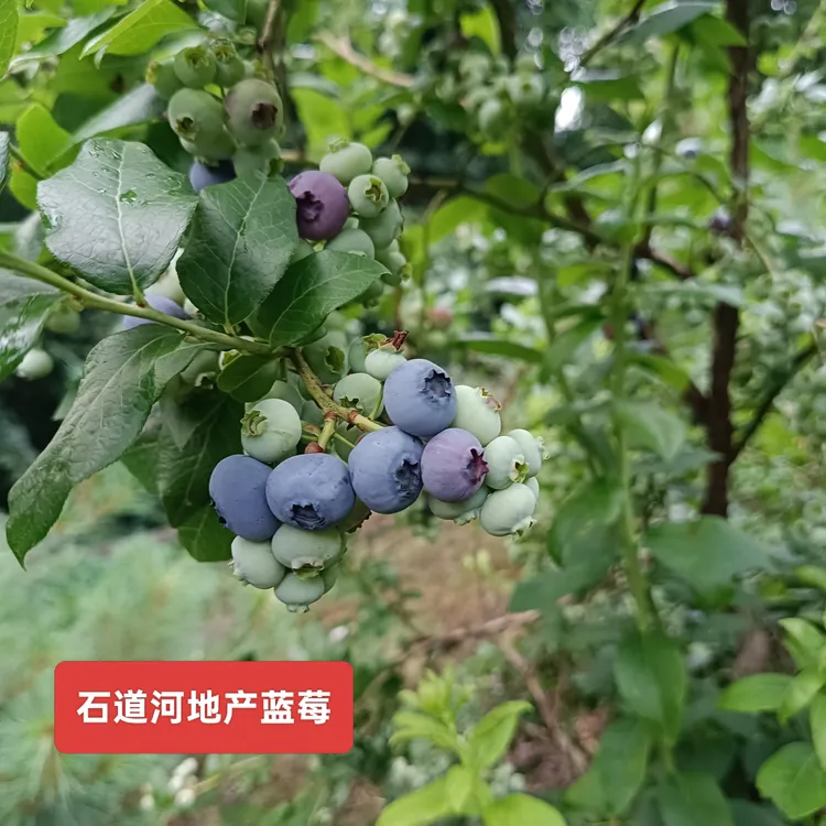 东北当季果新鲜蓝莓吉林辉南石道河产地发货(东三省专属链接)