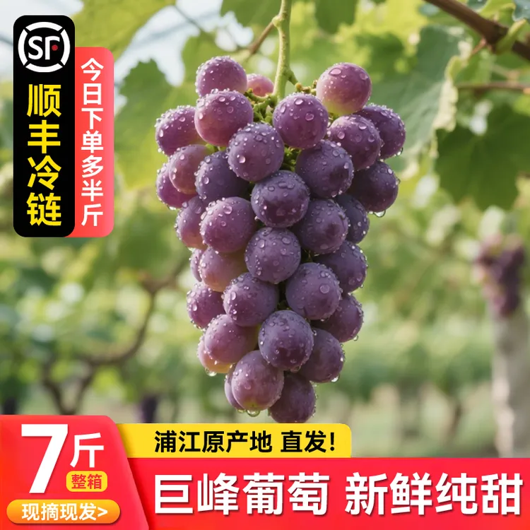 【江浙沪地区专拍】现摘浦江巨峰葡萄新鲜当季水果整箱2500g
