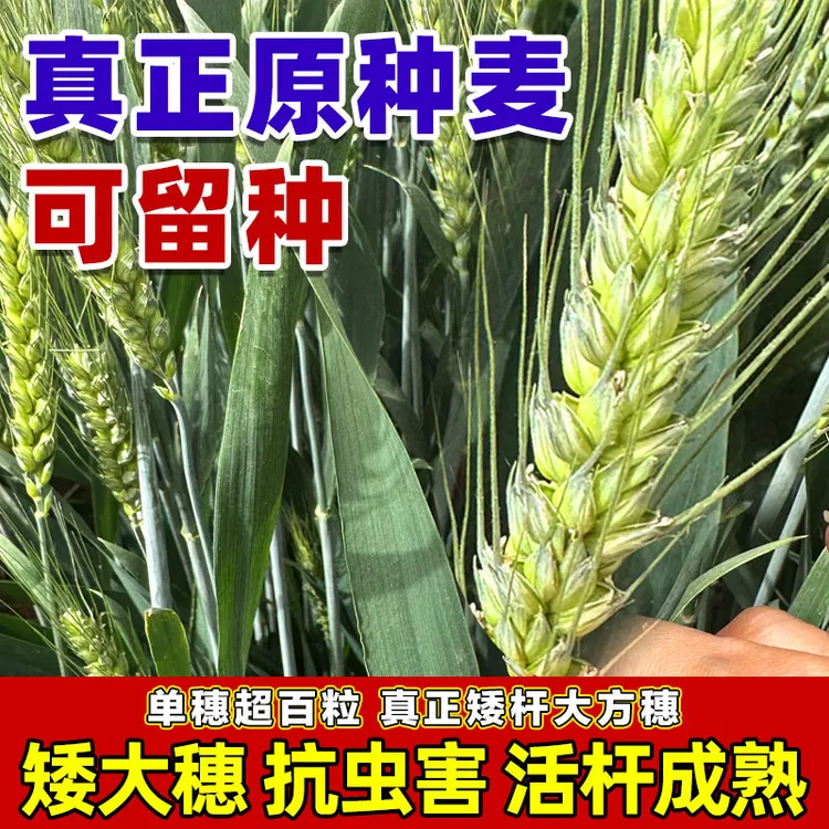 【高产】真正矮秆大穗免化控强抗冻超高产抗白粉抗黄花叶病毒