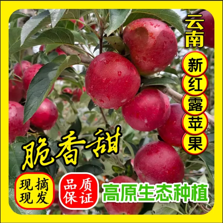 红露正宗云南昭通冰糖心丑苹果新鲜脆甜水果产地直发整箱